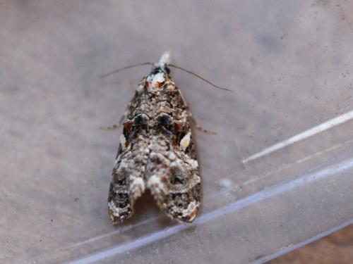 Phtheochroa rugosana